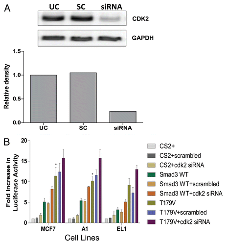 Figure 6 Restoration of Smad3 transcriptional activity with siRNA knockdown of CDK2. (A) MCF7 cells were transfected with scrambled (SC) or cdk2 siRNA (siRNA) for 48 h, then the cells were lysed and the level of CDK2 protein was determined in untransfected cells (UC) and transfected cells by immunoblot analysis using anti-CDK2 antibody. GAPDH was used as a loading control. (B) MCF7 study cell lines were co-transfected with the Smad3-responsive CAGA-luc reporter construct and Renilla luciferase reporter; siRNA or cdk2 siRNA; and either empty vector (CS2), wild-type Smad3 (WT) or T179 Smad3 mutant (T179) expression vectors. Data are shown as fold increase in normalized luciferase activity (firefly/Renilla) compared with empty vector-transfected MCF7 cells. Error bars indicate standard deviation from the mean of normalized luciferase activity for each study condition. * denotes significant difference from cells transfected with WT Smad3 and scrambled siRNA for each cell line.