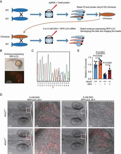 Figure 5. AHCYL1 is required for the autophagy inhibition by SAH in zebrafish. (A) A flowchart for the generation of ahcyl1-KO zebrafish using the CRISPR/Cas9 system to analyze autophagy with or without SAH. (B) An example of 26 h zebrafish embryos expressing RFP-LC3. The fertilized eggs from the cross of wild-type and chimeras were injected with RFP-LC3 mRNA and 0/5 mM SAH at one cell stage. Twenty-six h later, the embryos expressing RFP-LC3 were selected and fixed for analysis. (C) An example of ahcyl1-KO heterozygotes. A deletion of 71 bp. The fixed embryos were dissected into tails and heads. The tails were used for DNA extraction and sequencing. The heads were analyzed for the RFP-LC3. (D) and (E) ahcyl1 is required for the decrease of LC3 puncta by SAH. RFP-LC3 puncta in the brain areas of embryos were analyzed. Injection of SAH decreased LC3 puncta in ahcyl1+/+ zebrafish and the decrease was less in ahcyl1± zebrafish. Bars and error bars represent mean values and SDs, respectively. The Two-way ANOVA was used for E. ns represents no significance, defined as P > 0.05. N = 10 in E.