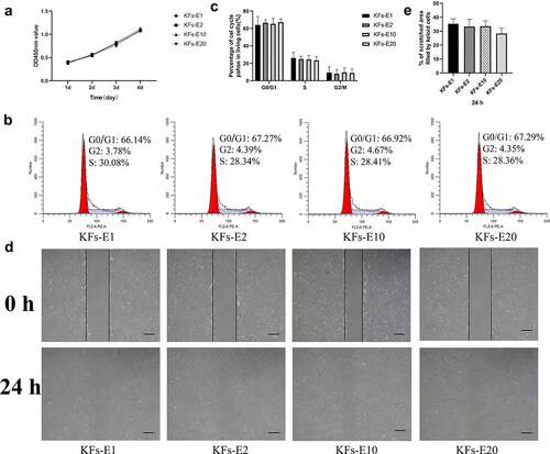 Figure 3. Comparison of biological behavior of KFs-E2, KFs-E10, and KFs-E20 with KFs-E1. a The CCK-8 assay was used to analyze the proliferation of KFs-E1, KFs-E2, KFs-E10, and KFs-E20 at days 1, 2, 3, and 4 (P > 0.05 vs KFs-E1). b Representative cell cycle data plotted for each group. c Flow cytometry analysis of cell cycle for each group (P > 0.5 vs KFs-E1). d Representative images obtained at 0 and 24 h after scratching (× 40, bar = 200 μm). e Semiquantitative analysis of scratch assay results (P > 0.1 vs KFs-E1).