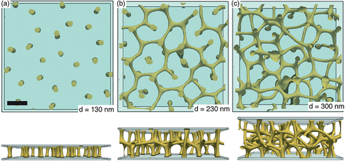 Figure 8. (Colour online) Numerically calculated −1/2 disclination line structures in (a) 130 nm, (b) 230 nm and (c) 300 nm thick simulated cells of BPIII phase from the top (upper row) and side view (lower row). In the thinnest case (a) the disclinations connect vertically between the two plates without horizontal connections. Above the numerical critical thickness, determined around ∼170 nm, horizontal connections start to form between the disclinations, forming 4 junctions with some disclinations still connecting the two plates directly. In the thickest case (c) the disclination mesh appears completely amorphous. Scale bar corresponds to 100 nm for 270 nm pitch.