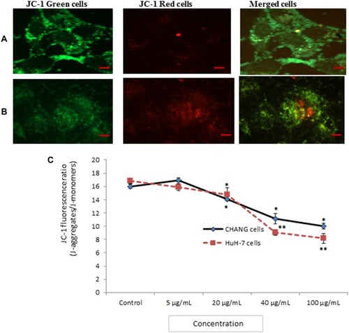 Figure 5 Photomicrograph of JC-1 fluorescence intensity in CHANG cells (A) and HuH-7 cells (B) after exposure to gAgNPs (C). JC-1 fluorescence ratio as marker of MTP loss. Each value represents the mean ±SE of three experiments. *p < 0.05 and **p < 0.01 vs control. Scale bar is 20 µm.