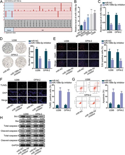 Figure 1. MiR-199b-5p was oncogenic in MM. (a) GEO data analysis showed miR-199b-5p up-regulation in MM. (b) MiR-199b-5p expression in nPCs, RPMI-8266, NCI-H929, OPM-2 and U266 cells was estimated via qRT-PCR. (c) The transfection efficacy of miR-199b-5p inhibitor in OPM-2 and U266 cells was determined through qRT-PCR. (d-e) Cell proliferation of OPM-2 and U266 cells was tested by colony formation and EdU assays. (f-g) Cell apoptosis of OPM-2 and U266 cells was examined via TUNEL and flow cytometry analysis. (h) Western blotting of apoptosis-related proteins including Bcl-2, Bax, total and cleaved caspase-3 and caspase-9. *P < .05 and **P < .01 vs control group