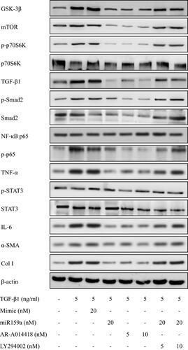 Figure 5 MiR159a reduced the expressions of GSK-3β and its downstream induced by TGF-β1 in HSCs. Both miR159a and GSK-3β inhibitor AR-A014418 down-regulated the expressions of GSK-3β and its downstream (mTOR, p-p70S6K, p-Smad2, NF-κB and p-STAT3). However, GSK-3β agonist LY294002 could reverse the inhibition of miR159a on the activation of GSK-3β induced by TGF-β1 in HSCs. The relative quantitative results were shown in.Supplement Figure S2.