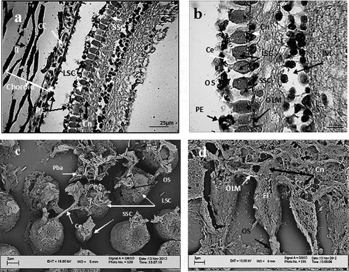 Figure 2. Enhydrina schistosa. a: Light microscope micrographs showing 10 layers of retina. Notice the ribbons of pigment beads, choroid capillary and a row of cells composed of small and large cones. There is a distance between pigmented epithelial layer and the choroid, which is an artefact. b: Light microscope micrograph. Magnified cone cells showing their outer segment, large ellipsoid and short myoid. The nuclei of cones are prominent and the outer limiting membrane is well observed. The photoreceptor layer is devoid of rod cells. Large and small cones are present. c: Scanning electron microscope (SEM) micrograph. Tangential sectioning through near outer segment and outer segment of cones. Connecting elements are present between cones. Pigment bar granules cover the outer segment. A single small cone is situated among large cones. d: The position of cones to outer limiting membrane and pigmented epithelial layer is shown. Longitudinal section of cones reveals their inner structure. The connecting elements and pigment bar granules covering the outer segment of cone cell on the left are visible. CC: choroid capillary; R: ribbons of pigment; LSC: large single cone; PE: pigmented epithelium; SSC: small single cone; Ce: connecting elements; OS: outer segment; OLM: outer limiting membrane; Cn: cone nucleus; INL: inner nuclear layer; Pba: pigment bar granules; EL: ellipsoid.
