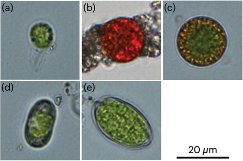 Figure 2. Microphotographs of snow algal cells in colored snow samples in Mount Gassan. Scale bar = 20 µm. (a) Type I: Spherical flagellate cell with an approximate size of 10 µm in diameter. (b) Type II: Spherical cell with an approximate size of 14 µm in diameter. (c) Type III: Spherical cell with an approximate size of 18 µm in diameter. (d) Type IV: Elliptical cell with an approximate size of 11 µm in diameter and 20 µm in length. (e) Type V: Oval-shaped cell with an approximate size of 14 µm in diameter and 23 µm in length.