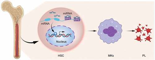 Figure 1. miRNAs regulate the differentiation of hematopoietic stem cells to MKs to produce platelets. miRNAs act on the 3‘end of mRNAs to inhibit their degradation or translation of proteins by targeting the MRE.
