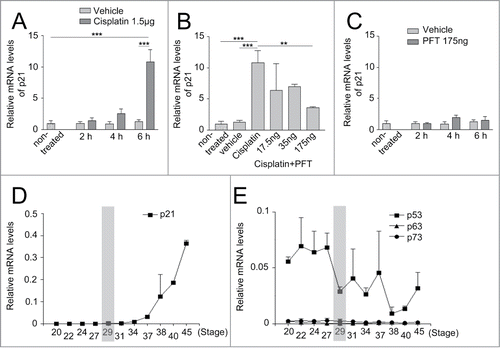 Figure 2. Expression of p21 after cisplatin, cyclic Pifithrin-α treatment, and during the normal development of the chicken retina. The relative mRNA levels of p21, at st29, after intraocular injections of (A) cisplatin, (B) cisplatin and different concentrations of cyclic Pifithrin-α (PFT), or (C) PFT treatment. Relative mRNA expression of (D) p21 and (E) p53, p63 and p73 in the developing retina from st20-45. St29 is marked with a gray bar. One-way ANOVA, Tukey's multiple comparison test, **P < 0.01, ***P < 0.001, n ≥ 4 treated eyes, st: Hamburger and Hamilton stages.
