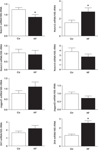 Figure 2. mRNA levels of different Notch receptor subtypes and Notch ligands in LV from patients with chronic HF (n = 16) and controls (n = 8, Ctr). The mRNA levels were analyzed by real-time quantitative PCR. Data are presented as ratios of the mRNA levels of the different components relative to the levels of 18S rRNA, mean ± SEM. *p < 0.05 vs. controls.