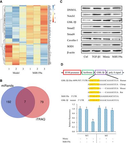 Figure 3 GSK-3β was the target of miR159a. (A) Heatmap of fold change of proteins screened out in miR159a-treated HSCs by iTRAQ analysis. (B) Venn diagram showed down-regulated genes in miR159a-treated HSCs. Blue diagram showed targets of miR159a by using miRanda algorithm, while red diagram showed 2-folds down-regulated proteins in miR159a-treated HSCs by iTRAQ analysis. The overlap showed the number of potential targets of miR159a. (C) The expressions of 7 potential targets were verified by Western blot analysis. The relative quantitative results were shown in Supplement Figure S1. (D) Diagram of GSK-3β 3ʹ-UTR-containing reporter constructs (Up). Relative repression of luciferase expression standardized to a transfection control was analyzed by luciferase reporter assays. MiR159a report construct, containing a wild-type or a mutated GSK-3β 3ʹ-UTR, were transfected into H293T cells (down). All values indicated the mean ± SD (n=3). Different letters indicated statistically significant differences, P<0.05 (Tukey’s test).