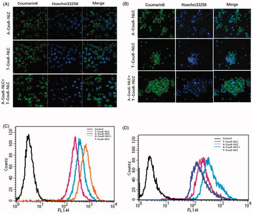 Figure 2. Cellular uptake of A-Cou6-NLC, T-Cou6-NLC, and combined A-Cou6-NLC + T-Cou6-NLC in NCI-H1299 cells (A) and S180 cells (B) observed by the laser confocal microscopy. Green signal represented Cou6 and blue signal represented Hoechst 33258. Quantitative cellular uptake study of A-Cou6-NLC, T-Cou6-NLC, and A-Cou6-NLC + T-Cou6-NLC in NCI-H1299 cells (C) and S180 cells (B). The result was tested by flow cytometry.