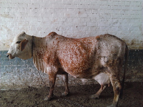 Figure 1. Elite specimen of a brown speckled Cholistani cow with the milk yield of 15–18 L per day maintained at the Govt. Jugaitpir Farm, Bahawalpur, Pakistan (Cholistan).