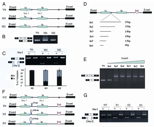 Figure 1. Splicing of exons 5a to 5b is induced by an IE1 mutation, but not an IE1 deletion in B. mori 14–3-3ζ pre-mRNA. (A) Genomic organization of the B. mori (Bmo) 14–3-3ζ gene. Constitutive exons (in black boxes), alternative exons (in blue boxes), conserved intronic elements IE1 and IE2 (yellow), and the intron (line) are shown. Docking sites (marked by saddle shapes) are reverse-complementary to an upstream selector sequence (marked by hearts). (B) Effects of mutations on exon 5a and exon 5b inclusion. (C) Effects of mutations on exon 5a and exon 5b selection. The specific RT-PCR band containing exon 5a or exon 5b was purified for digestion using an exon-specific restriction enzyme. (D). Schematic diagrams of the mutant constructs that test for splicing. A series of constructs were made, with IE1 replaced by inserts of 6, 13, 18, 24, 31, and 35 nt. (E). Effects of inserts on exon 5 splicing. (F). Schematic diagrams of the minigene constructs used to test the importance of the RNA hairpin by increasing the loop sizes. (G). Effect of the enlarged loops on exon 5 selection. Data are expressed as the percentage of the mean ± standard deviation from three independent experiments.