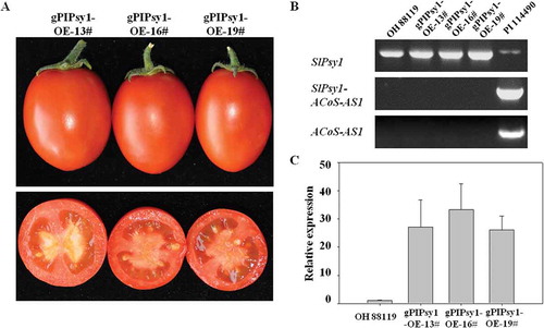Figure 3. Only intronic SNP does not cause trans-splicing between SlPsy1 and ACoS-AS1. A. Fruit colour in transgenic lines with the gPIPsy1-OE construct containing the genomic DNA of SlPsy1 from PI 114490. B. Expression analysis of SlPsy1 (primer pair PSY1F3/R3), SlPsy1-ACoS-AS1, and ACoS-AS1 in transgenic lines, OH 88119 and PI 114490 revealed by RT-PCR. C. Relative expression of SlPsy1 in mature green fruits of OH 88119 and transgenic lines revealed by quantitative real-time PCR analysis. Gene expression (means ± SD, n = 3) is determined relative to transcriptional levels of EF1α in the same sample.