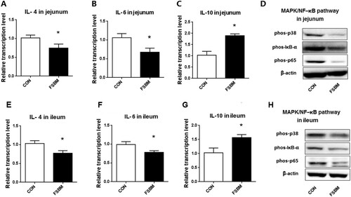 Figure 4. Reduced inflammation in jejunum and ileum due to diet of FSBM with BS12. Notes: (A–C) Relative mRNA levels of IL-4, IL-6, and IL10 in jejunum of piglets. (D) The phosphorylation of p38 MAPK, IκB-α, and p65 NF-κ B protein in the jejunum of piglets. (E–G) Relative mRNA levels of IL-4, IL-6, and IL10 in the ileum of piglets. (H) The phosphorylation of p38 MAPK, IκB-α, and p65 NF-κB protein in the ileum of piglets. Comparisons were made between the control group, fed nonfermented SBM with antibiotics, and the experimental group, fed a diet that contained 10% FSBM and no antibiotics. Differences were determined by Student t-test. CON, control. Mean ± SEM,*p < .05, n = 6.