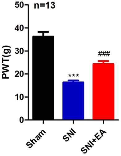 Figure 2 Effect of 2Hz EA on paw withdrawal threshold (PWT) induced by spared nerve injury.
