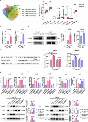 Figure 4. MiR-19b-3p inhibits ferroptosis and potentiates proliferation of HCC cells by repressing RBMS1 expression. (a) Prediction of miRNAs targeting RBMS1 by miRmap, PicTar, TargetScan, and PITA databases. (b) The expression of miR-19a-3p, miR-19b-3p, miR-124-3p, miR-129-5p, miR-376-3p, miR-383-5p, miR-487a-3p, and miR-501-3p in HCC and normal liver tissues through TCGA database. (c, d) RT-qPCR and western blotting analysis for the expression of RBMS1 in HepG2 and Hep3B cells after transfecting miR-19b-3p inhibitor. (e) Schematic diagram of luciferase reporter vector containing wild-type (WT) or mutant (MUT) putative miR-19b-3p binding sites of the 3’ UTR of RBMS1. (f) The dual luciferase reporter assays demonstrated that miR-19b-3p inhibitor influenced the luciferase activity of luciferase reporter vectors containing WT or MUT 3’UTR of RBMS1. (g, h) RBMS1 knockdown plasmids were added to the basis of miR-19b-3p inhibitor transfection in HepG2 and Hep3B cells. The ROS and MDA level were measured as indicated treatments. (i) Proliferation of HepG2 and Hep3B cells as indicated treatments was evaluated by colony formation assay. (j) RBMS1, GPX4, and 4HNE expression in HepG2 and Hep3B as indicated treatments was evaluated by western blotting. Data are denoted as mean ± SD from three independent experiments.