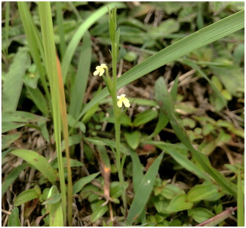 Figure 1. The morphological features of Striga asiatica. S. asiatica is an annual and semi-parasitic species, typified by its slender, striated leaves, spikes or individual blooms of yellow (occasionally tinged with red or white) with a deeply arched corolla tube, and an oval seed capsule that endures within a calyx bearing ten ridges. The photo was captured by RiZhen Bao in May of 2022 at Yulin Normal College, with no copyright concerns.