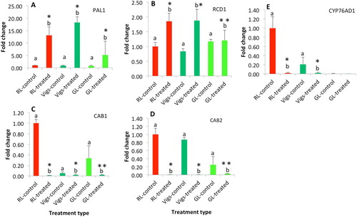 Figure 3. Quantification of genes that are related to UVR marker genes (A and B), chlorophyll binding proteins (C and D), and betalain pigments (E). Bars represent the mean (n = 3) and error bars represent the standard errors of mean. The different letters indicate that the mean difference between the control and the treated groups are statistically significant at the significance level of p-value = 0.05. * Indicates either the means of Vigs-treated or GL-treated group are not significantly different from the RL-treated group, ** indicates the mean is statistically significant from the means of RL-treated group.