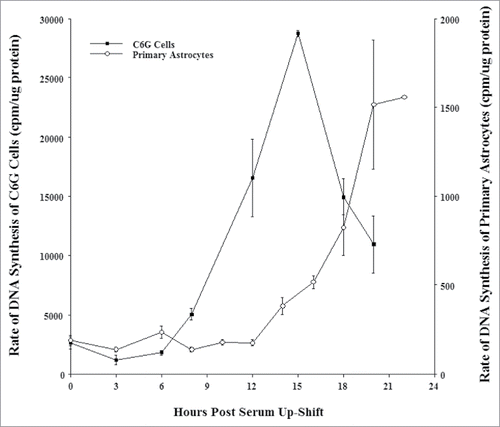 Figure 2. Kinetics of DNA synthesis in C6G cells and primary astrocytes following serum deprivation and serum up-shift. C6G cells and primary astrocytes were first serum-deprived for 48 hours, then allowed to re-enter the cell cycle through serum up-shift. [3H]-thymidine was added to both cell cultures at different time points after serum up-shift for one hour prior to termination. Cell proliferation in both cell cultures was measured by the incorporation of [3H]-thymidine into the DNA of both cell cultures. All data points represent the mean ± SEM of at least 2 experiments.