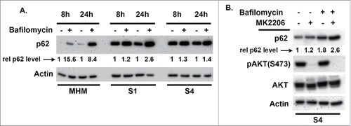 Figure 5. Autophagy flux is different in MHM, S1, and S4 cells. (A) MHM, S1, and S4 cells were treated with bafilomycin A1 (10 nM) for 8 and 24 hrs. p62 levels were determined by immunoblotting. p62 and actin levels were quantified using Image-J software. The relative p62 level is indicated after normalization to actin levels. (B) p62 levels were determined in S4 cells treated with bafilomycin A1 (10 nM) alone or in combination with MK2206 (10 μM) for 16 hrs. The relative p62 level is indicated after normalization to actin levels. P62 increased to a greater extent in cells co-treated with bafilomycin A1 plus MK2206 compared with bafilomycin A1 alone, indicated that MK2206 increased autophagy flux.