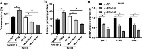 Figure 3. RPN2 contributed to the glycolysis of LSCC cells. (a) LSCC cells were transfected with RPN2 overexpressing or silencing plasmid, and glucose uptake was analyzed. (b) The release of lactate production was measured in AMC-HN-8 cells and TU212 cells. (c) Downregulation of RPN2 in TU212 cells inhibited the mRNA expression of HK-2, LDHA, and PDK1, which was examined by qRT-PCR. *P < 0.05.