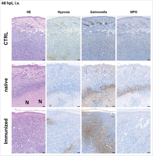 Figure 3. Pre-exposure reduces the formation of necrosis in the early stages of infection upon intravenous infection with Salmonella. CT26 tumor-bearing mice were infected with 5#106 SF200 (ΔlpxR9 ΔpagL7 ΔpagP8 ΔaroA ΔydiV ΔfliF) via intravenous infection. 48 hpi, tumors were isolated and prepared for immune histochemical staining. Immunized mice are less prone to necrosis formation and hypoxia. Dispersion of salmonellae in and beyond necrotic center, and presence of neutrophils in immediate proximity to the salmonellae was only clearly visible in naïve mice. “N” denotes areas of necrosis. Hypoxia was stained with antibodies against metabolites of pimonidazole-HCl, otherwise administered i.v. 30 mins prior to isolation. Myeloperoxidase (MPO) denotes presence of neutrophilic granulocytes, and Salmonella was stained using a specific antibody. Differential staining was performed on consecutive sections. Scale bar corresponds to 100 μm. Images representative of at least 3 replicates are displayed.