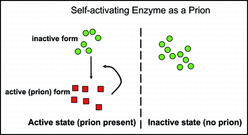 Figure 5 Enzymes needed for their own activation can be prions. “Prion” means “infectious protein”, not necessarily amyloid based. If an enzyme is essential for activation of its own precursor, then cells without the active form produce the same as progeny, and those with the active form produce offspring of the same kind. Transmission of just the active form (the protein only) from one cell to another lacking it, transmits the self-propagating activity, and so is an infectious protein. Two such systems have been described, the vacuolar protease B of S. cerevisiae,Citation69 and a protein kinase of Podospora anserina.Citation72