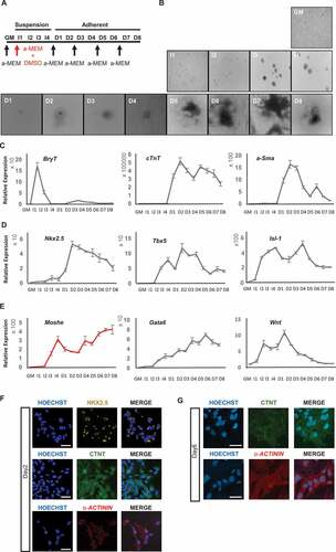 Figure 3. Moshe and related gene expression during cardiac differentiation. (A) Schematic diagram for the cardiomyogenic differentiation of P19 EC cell. GM: growth medium, I: induction with DMSO cultured in bacterial petri dishes, D: differentiation in cell culture dishes. Arrows indicate changing culture medium (α -MEM). (B) Representative images of cardiomyogenesis from P19 cells. (C) Relative gene expression of BryT, α-Sma and cTnT as a marker for cardiac differentiation. (D) Relative gene expression of three major transcription factors, Nkx2.5, Tbx5 and Isl1. (E) Relative expression of Moshe during cardiac differentiation (red) and putative associated genes, Gata6 and Wnt2.
