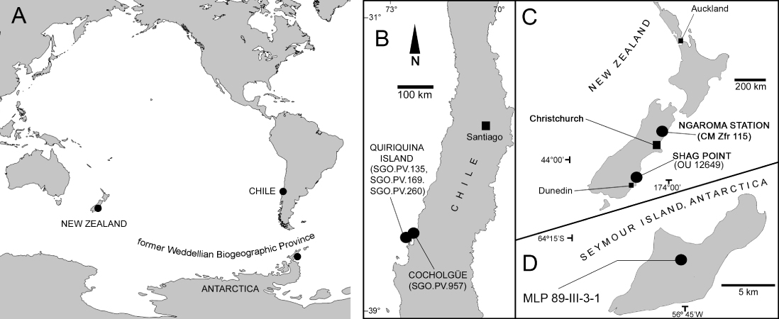 Figure 1 A, Map showing the present distribution of the different localities along the Weddellian Biogeographic Province which have provided the specimens studied. B, Central Chile, indicating the provenance of the specimens SGO.PV.135, SGO.PV.169, SGO.PV.260 and SGO.PV.957. C, Southern Island of New Zealand indicating the locality of Shag Point where the specimen OU 12649 was recovered. D, Seymour Island, Antarctic Peninsula, where the specimen MLP-89-III-3-1 was recovered.