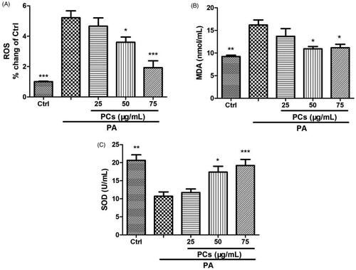 Figure 6. Antioxidant effect of PCs on PA stimulated MIN6 cells. Cells were exposed to PA in the presence or absence of PCs for the indicated times. (A) Intracellular ROS was measured by DCFH-DA. Culture media was collected for detecting, (B) MDA contents, and (C) SOD activity. Data are expressed as the means ± SEM (n = 3) of three independent experiments. *p < 0.05, **p < 0.01, ***p < 0.001, vs. PA group.