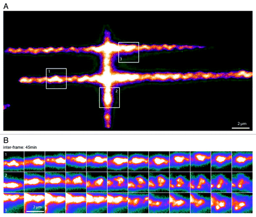 Figure 4. Spatiotemporal evolution of H2B distribution. (A) Pattern of photoactivation of H2B labeled with photo-activatable GFP (PA-GFP) in the nucleus of a U2Os cell. (B) Time-lapse images of three sub-regions followed over the course of 9 h, showing local condensation and de-condensation of chromatin (image acquisition time, 200 ms; inter frame time, 45 min). See Video 1 for a complete sequence of this figure.