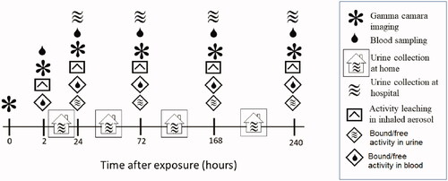 Figure 2. Follow-up protocol after inhalation of an aerosol of ultrafine graphite particles labeled with Indium-111. Activity over the thorax and abdomen were measured in subjects with a large field of view gamma camera. In vitro leaching tests were performed on a filtered sample of the original inhaled aerosol using a dialysis membrane diffusion technique and a sodium iodine well chamber. Blood samples were drawn at every hospital visit and the activity concentration measured in a sodium iodine well counter. Total urine excretion between hospital visits were stored in separate containers and the total excreted activity measure in combination with every visit to the hospital from day 2. Total activity excreted through urine was measured in a sodium iodine well counter.