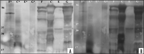 Figure 6 Western blot analysis of sCJD and vCJD urine samples after PNGase F and acetic SDS treatment. Three sCJD and one vCJD enriched urine samples were treated over night with PNGase F, followed with PK digestion (concentration 40 µg/ml for 20 minutes). Samples ID letters correspond to Table 1. The samples were subsequently supplemented with acetic SDS or left untreated and western blotted. (*) designate acetic SDS treated samples. (A) Membrane containing acetic SDS treated or untreated samples were probed with 3F4-HRP antibody, added ECL Plus and documented using Kodak imager instrument with exposure time of 5 minutes. (B) Membrane mentioned above was stripped, tested with ECL Plus to ensure removal of previous probed antibody and subsequently probed with anti-IgG-HRP. For documentation, the procedure mentioned above was followed. Exposure time for documentation was 5 minutes.