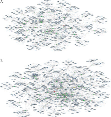 Figure 7. CircRNA–miRNA–mRNA network analysis in PBMCs of RA patients relative to that of OA patients and healthy controls. (A) The ceRNA network was constructed using four upregulated circRNAs (hsa_circ_0054223, hsa_circ_0053881, hsa-circRNA13773-35, hsa_circ_0024203). (B) The ceRNA network was constructed using five downregulated circRNAs (hsa_circ_0037720, hsa_circ_0049678, hsa_circ_0030682, hsa_circ_0002557, hsa_circ_0034644). Blue nodes represent protein-coding mRNAs while miRNAs and circRNAs are shown by green and red nodes, respectively.