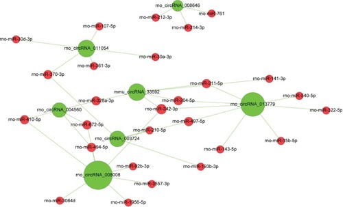 Figure 6 CircRNA–microRNA (ceRNA) network.