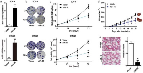 Figure 4. Forced expression of miR-16 suppresses OSCC progression in vitro and in vivo. SCC9 and SCC25 cells were transfected with miR-16-contained lentivirus vector (miR-16) or its negative control (Vector). (a) The expression levels of miR-16 were detected after transfection in SCC9 and SCC25 cells. (b) Colony formation ability and (c) cell viability were examined in miR-16- and vector- SCC9 and SCC25 cells. (d, e) BALB/c nude mice were randomly divided into 2 groups with 6 mice in each group. MiR-16-overexpressed SCC9 cells (miR-16) or vector cells (Vector) were injected into the nude mice, respectively. (d) Tumor volume was measured every 3 days starting at the third day after tumor cell injection. (e) Representative images and quantification of H&E staining of metastatic nodes in lung tissue. *p < 0.05, **p < 0.01, vs. Vector.