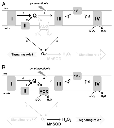 Figure 2. The impact of two incompatible pv’s of P. syringae on the mitochondria of tobacco leaf mesophyll cells. (A) Infection with the HR-inducing pv maculicola results in an early and persistent burst of O2- in the mitochondrial matrix that may have a signaling role in support of the HR. (B) Infection with pv phaseolicola, that causes induction of plant defenses but not including the HR, lacks a matrix O2- burst. The differential effect of the two pv’s is supported by a coordinated response of the major ETC mechanism to avoid O2- generation (AOX) and the sole enzymatic means to scavenge matrix O2- (MnSOD). In response to pv phaseolicola, AOX is strongly induced and MnSOD activity remains high, while in response to pv maculicola MnSOD activity declines and AOX remains low. As a result, the two bacterial pv’s each generate distinct mitochondrial ROS signatures that may impact defense responses and cell fate.