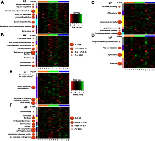 Figure 4 Representation of significantly changed proteins common across N vs A and N vs La. Proteins were assigned to gene ontology terms related to biological process (BP) (A) and MF (B) in DAVID. We identified 87 significantly changed proteins common to N vs A and N vs La. Additionally, 151 proteins changed significantly changed only in N vs A (C–D); 124 proteins changed only in N vs La (E-F).