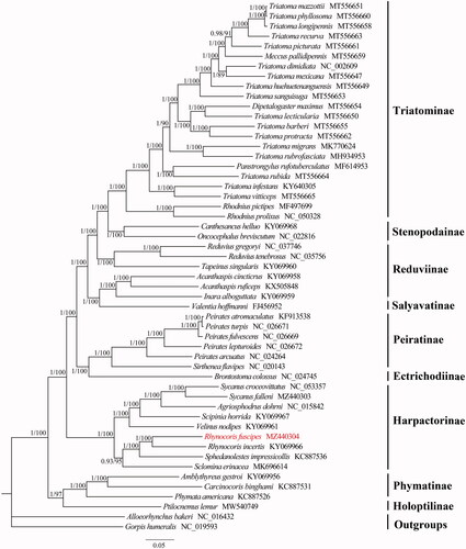 Figure 1. Phylogenetic relationship of 51 Reduviidae species inferred from analysis of 13 protein-coding genes and two rRNA genes. Bayesian inference and maximum-likelihood analyses recover the same three topology. Numbers on branches are Bayesian posterior probabilities (left) and bootstrap values (right). The newly sequenced mitochondrial genome was highlighted in red.