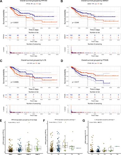 Figure 3 Four key genes were associated with overall survival time and clinical features in cervical cancer patients. Survival analysis of PPFIA4 (A), SMAD7 (B), IL1B (C), and PTK2B (D) expression levels associating with overall survival time in 310 TCGA cervical cancer patients using Kaplan–Meier curves. The patients were divided into 2 groups, based on median gene expression value as a cut-off point. (E–G) The expression of PPFIA4 was highly associated with clinical stage with a p value of 2e-7 (E), and tumor (T) classification with a p value of 7.7e-06 (F). The expression of IL1B was significantly associated with tumor (T) classification with a p value of 0.0072 (G). The association between genes expression level and clinical features was estimated by Kruskal–Wallis test. (see also Figure S2).