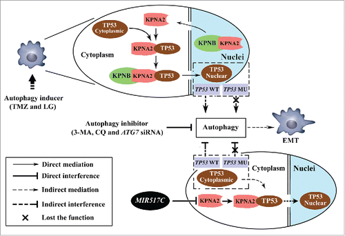 Figure 11. Schematic drawing of the MIR517C-KPNA2-cytoplasmic TP53 pathway. In TP53 wild-type GBM cells, autophagy inducers (TMZ and LG) stimulated autophagy dependent on the cytoplasmic-nuclear translocation of TP53 mediated by KPNA2. The EMT status of glioblastoma cells was altered to increase cell migration and invasion; this could be blocked by treatment with autophagy inhibitors, i.e., 3-MA and CQ, and by ATG7 siRNA. In contrast, MIR517C was able to directly target and degrade the KPNA2 protein and could interrupt the nuclear translocation of functional TP53 protein. As result of accumulation of cytoplasmic TP53, the autophagy induced by TMZ and LG was attenuated, eliminating the increases in migration and invasion observed during the EMT.