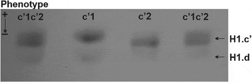 Figure 2. One-dimensional electrophoretic pattern of Muscovy duck histone H1.c’ isoforms. Different rates of migration correspond to low (isoform H1.c’1 – phenotype c’1), high (isoform H1.c’2 – phenotype c’2) and intermediate (isoform H1.c’1 and H1.c’2 – phenotype c’1c’2) electrophoretic mobility