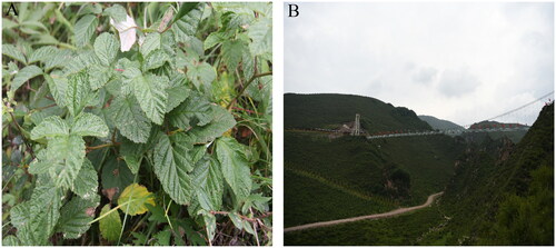 Figure 1. The morphological characteristics of R. irritans. Photos A and B show the entire plant and its growing environment, respectively (photos taken by Shibing Yang in General Ditch, Qinghai Province).