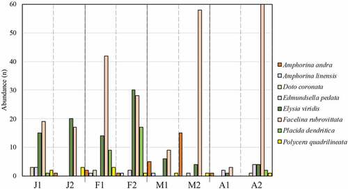 Figure 4. Mean abundances (n) per replicate of the most represented taxa among the four-month survey. The two replicates per month have been abbreviated as follows: J = January; F = February; M = March; A = April.