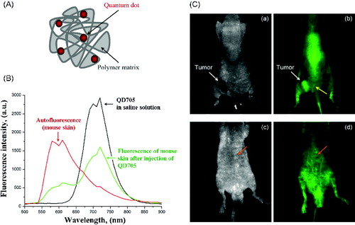 Figure 1. (A) Scheme of quantum dot-labelled polymersomes. (B) Fluorescence spectra of QD705 in saline solution (on phantom), fluorescence spectra (autofluorescence) of mouse body detected before injection of QD705 and fluorescence spectra of mouse body detected after i.v. injection of QD705. (C) Images of colon cancer-grafted mouse, obtained 2 min after i.v. injection of QD705-lablelled polymersomes: (a and c) – transmission; (b and d) – fluorescence.Note: Yellow arrow indicates the angiogenesis around the tumour. Orange arrow indicates a deep-tissue imaging of blood vessels.