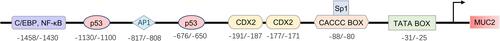 Figure 2 Schematic representation of the promoter regions of MUC2.