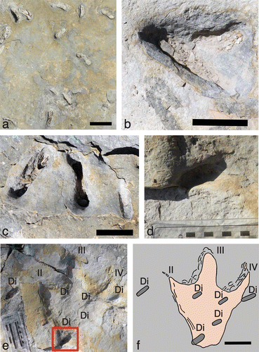 Figure 5. Diplocraterion at the McFall Ledge site. (a) Overhead view of bedding-plane with relative density and distribution of Diplocraterion, also in various preservational states. Scale = 10 cm. (b) Overlapping Diplocraterion. Scale = 5 cm. (c) Closely associated and similarly aligned Diplocraterion, but ranging from nearly complete (left and centre) to only the bottommost portion of the original ‘U’ (right). Scale = 5 cm. (d) Lower part of ‘U’ from Diplocraterion intersected by proximal left margin of theropod track (Eubrontes isp.). (e) Diplocraterion (Di) associated with right theropod track (Eubrontes isp.), with Diplocraterion depicted in (d) outlined and digits II-IV (II-IV) on track indicated. Scale (left) in centimetres. (e) Map of Diplocraterion (Di) intersected by, within, and near theropod track; pressure-release structures on left sides of digits III and IV. Scale = 10 cm.