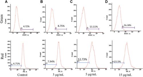 Figure 6 Flow cytometry analysis of Au@MPA-PEG-FA-PTX effect on MMP in HeLa cells. (A) Control, (B) 3 μg/mL, (C) 5 μg/mL, (D) 15 μg/mL.