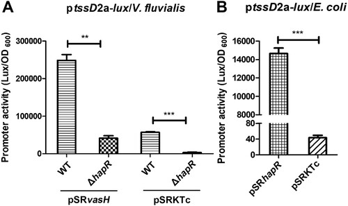 Figure 7. HapR directly regulates tssD2_a promoter activity independent of VasH. (A) The activity of ptssD2a-lux in V. fluvialis WT and ΔhapR mutant containing either pSRvasH or pSRKTc vector. Overnight cultures of the strains were1:100 diluted in fresh LB with IPTG induction at 30°C with shaking. The luminescent activity was measured and calculated as light units/OD600. Statistical significance was determined by unpaired two-tailed Student’s t test. **P = 0.0003; ***P < 0.0001. (B) The activity of ptssD2a-lux in E. coli SM10λpir with pSRhapR or pSRKTc. Overnight cultures of the above E. coli strains were 1:100 diluted in fresh LB and incubated at 30°C with shaking. The luminescence was measured and reported as light units/OD600. Statistical significance was detected using unpaired two-tailed Student’s t test. ***P < 0.0001.