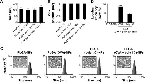 Figure 2 Physical properties of PLGA-NPs.Notes: (A) Size and (B) zeta potential of PLGA-NPs were measured by light scattering with a particle size analyzer and Zeta Plus, respectively. (C) Histograms of various PLGA-NPs showing the size distribution and morphology of PLGA-NPs by scanning electron microscopy. Scale bar: 200 nm. (D) Loading efficiency of OVA and poly I:C into PLGA-NPs was determined by BCA protein assay. The data are presented as the mean ± SD (n=3).Abbreviations: NPs, nanoparticles; OVA, ovalbumin; PLGA, poly(d,l-lactide-co-glycolide); poly I:C, polyinosinic-polycytidylic acid; SD, standard deviation.